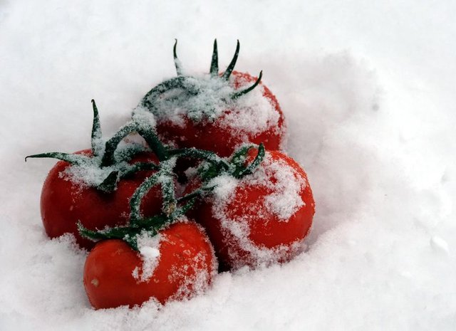 Van'da eksi 40 derecede organik domates üretiliyor