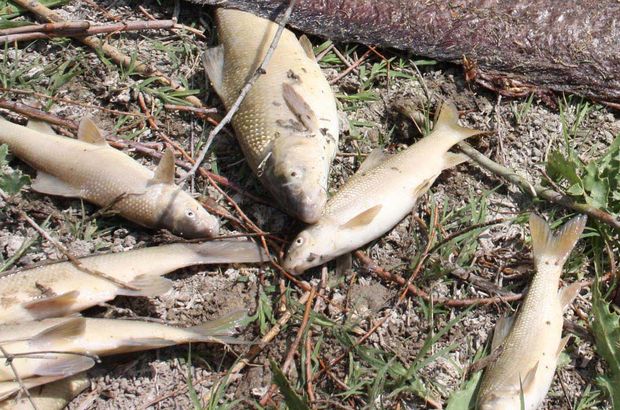 Eskişehir Porsuk Çayı'ndaki balık ölümleri araştırılıyor