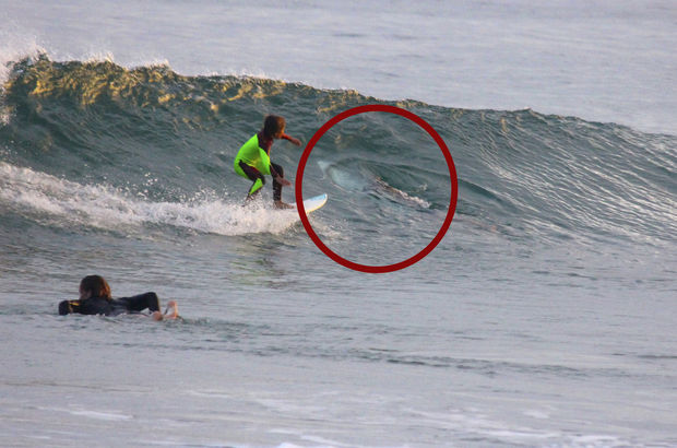 Dehşet dolu anlar! 10 yaşındaki sörfçü köpekbalığıyla burun buruna geldi!