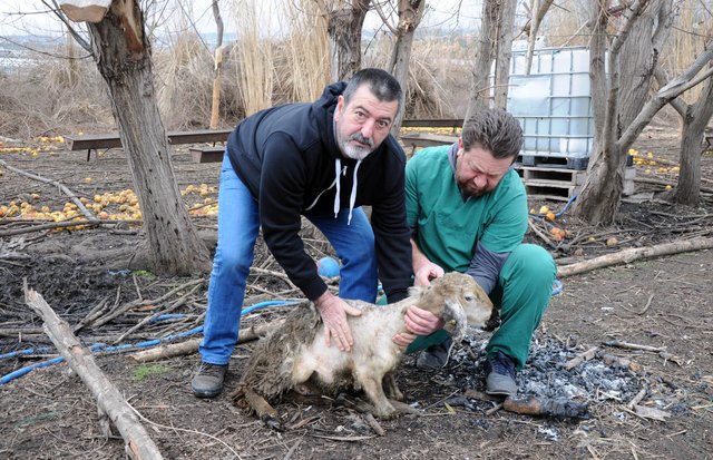 Mersin'de bir deri bir kemik kalan koyunlar veterineri üzdü