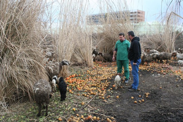 Mersin'de bir deri bir kemik kalan koyunlar veterineri üzdü
