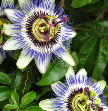 Prof. Dr. Ekrem Sezik, Türkçe adı çiçeklerinden dolayı “çarkıfelek” olarak bilenen “passiflora” hakkında bilgiler verdi