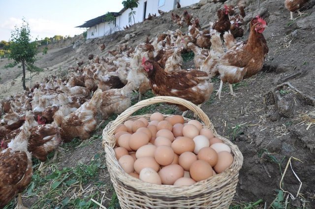 Pişmiş yumurtadaki gri halka ne anlama geliyor?
