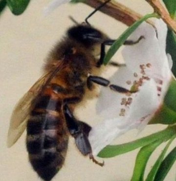 Manuka Balı, anti-bakteriyel ve iyileştirici özelliği ile bilinmektedir. Peki Manuka Balı nedir, nerede üretilir? Manuka balının faydaları nelerdir?