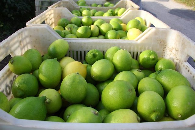 Limonun faydaları nelerdir? Limon nerelerde kullanılır? Limonla uyumanın faydaları...