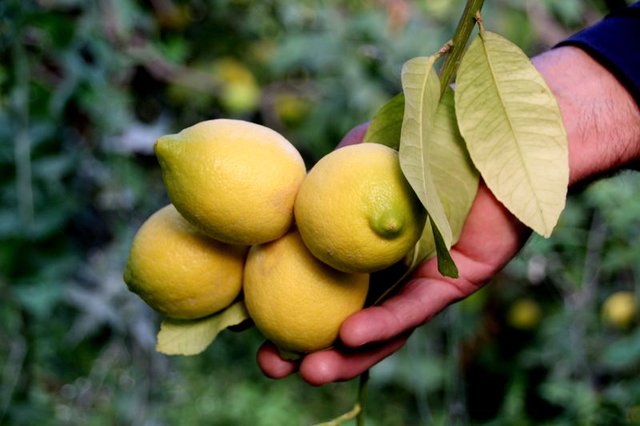 Limonun faydaları nelerdir? Limon nerelerde kullanılır? Limonla uyumanın faydaları...