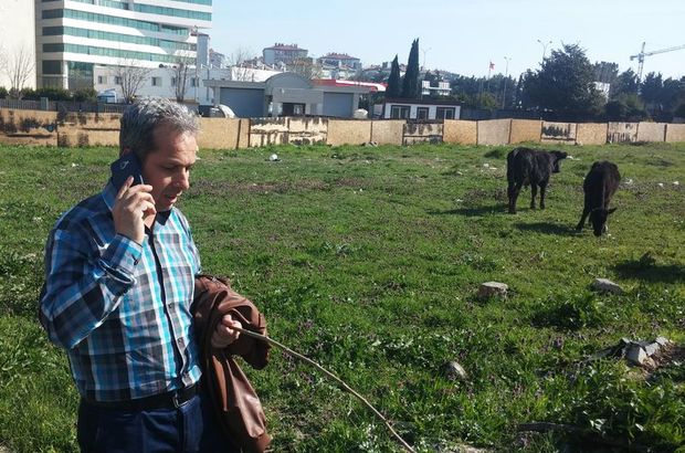 İstanbul'un göbeğinde başıboş inekler şaşırttı