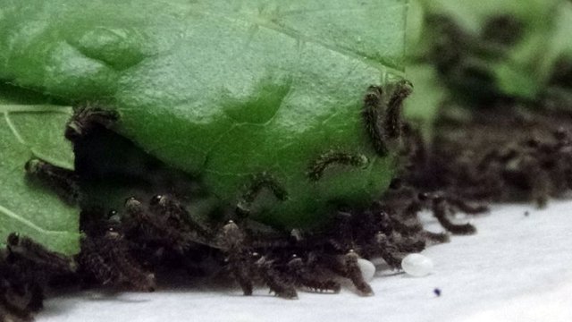 Evlerinde ipek böceği yetiştirerek 6 bin lira kazanacaklar
