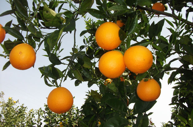 Rusya portakal ithalatına vergi hazırlığı yapıyor