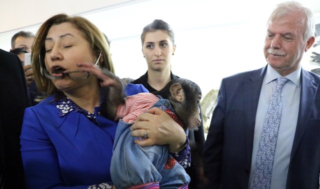 Şempanze Can, Belediye Başkanı Fatma Şahin'e zor anlar yaşattı