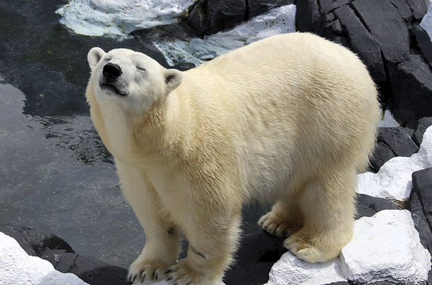 ABD'de 20 yıllık eşinden ayrılan kutup ayısı birkaç hafta sonra öldü!