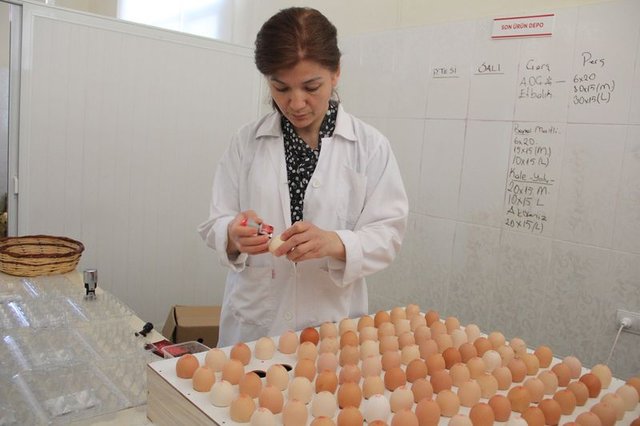 Çocuğunun yumurta alerjisi, anneye tavuk çiftliği kurdurdu
