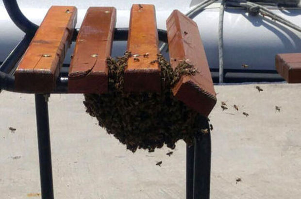 Antalya'da 2 bin bal arısı bankı istila etti