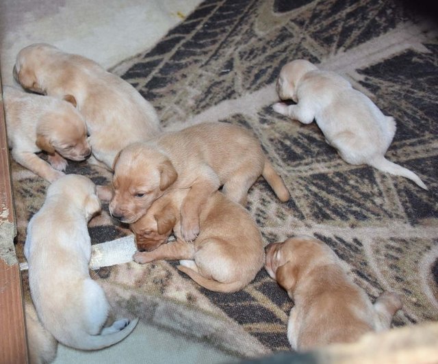 Hobi olarak başladı, köpek çiftliği kurdu İşYaşam Haberleri