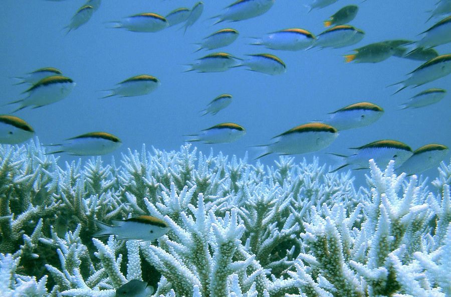 Avustralya'da bulunan Büyük Set Resifi karbon salınımı nedeniyle beyazlaşarak mercan yaşamını gitgide zorlaştırıyor.