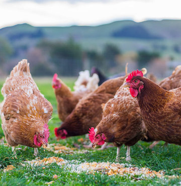 Türkiye’deki 1200 kümesten alınan dışkı örnekleri incelendi, her 2 kümesten 1’inde ‘coccidiosis’ hastalığı tespit edildi. Hasta olan tavukların antibiyotik kullanılarak iyileştirildiğini belirten Prof. Dr. Zafer Karaer, “Antibiyotik tartışmasını bitirecek aşı ürettik” dedi