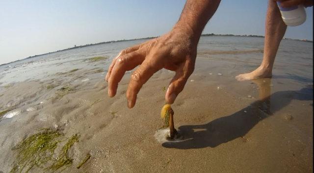 Sülünez nedir? Sülünez nasıl avlanır?