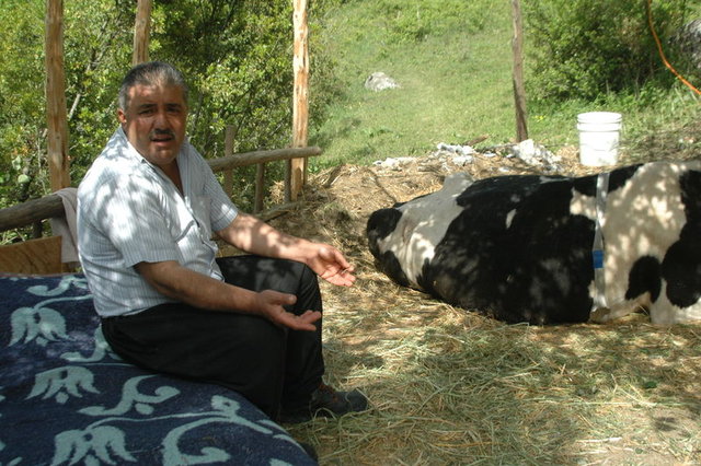 Kahramanmaraş'ta inek nöbeti