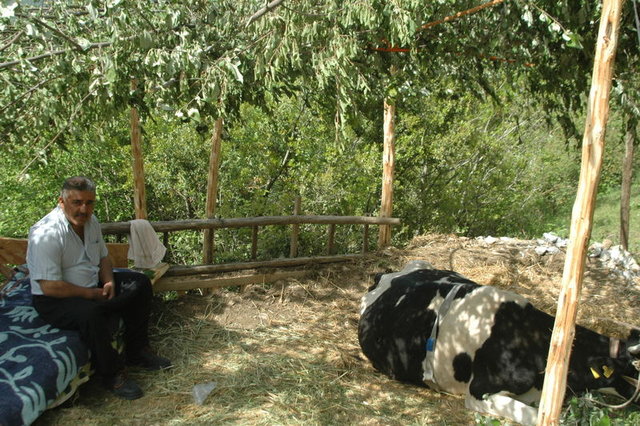 Kahramanmaraş'ta inek nöbeti