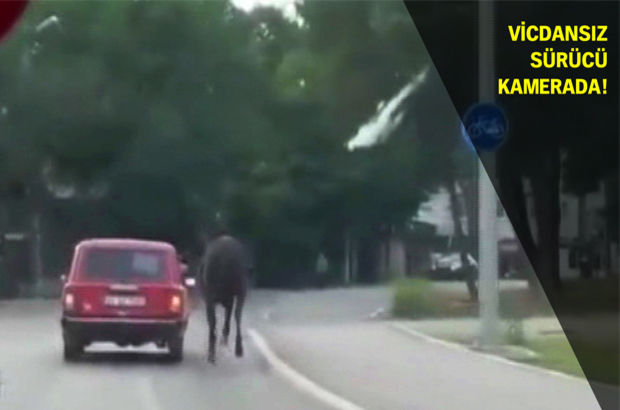 İzmir'de bir sürücü atı aracının arkasına bağlayıp sürükledi