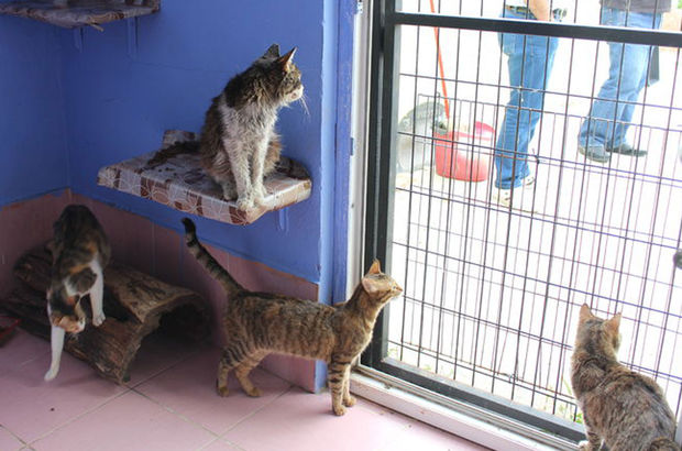 Edirne'ye kedi köyü yapılacak