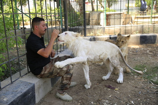Bağdat'taki nadir görülen beyaz aslan