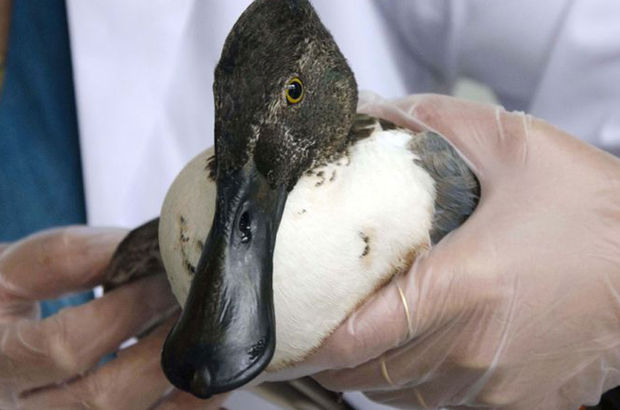 Tunceli'de kaşıkgaga ördeği tedavi altına alındı