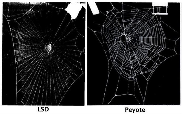 Uyuşturucu madde verdikleri örümceğin ağları şaşırttı!