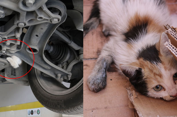 Hatay'da otomobilin motoruna sıkışan kedi 6 saatte kurtarıldı