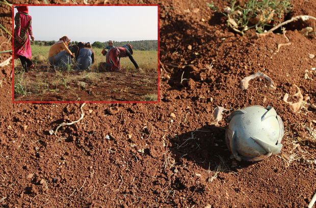 Suriyeli çiftçilerin 'bomba' hasadı