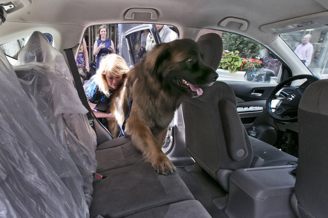 Neden köpeğinizi arabanın içerisinde bırakmamalısınız?