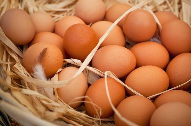 Yumurta üretimine 