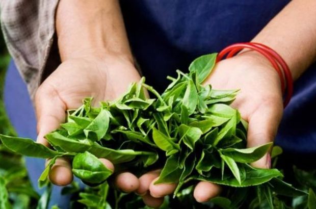 Sütlüoğlu: Organik tarımla çay 24 ayara çıkacak