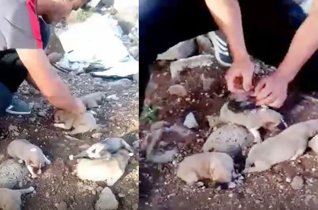 Şırnak'ta bir şahıs köpeklerin kulağını kesti