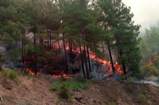 Antalya'da Alanya ve Gündoğmuş ilçelerinde orman yangınları