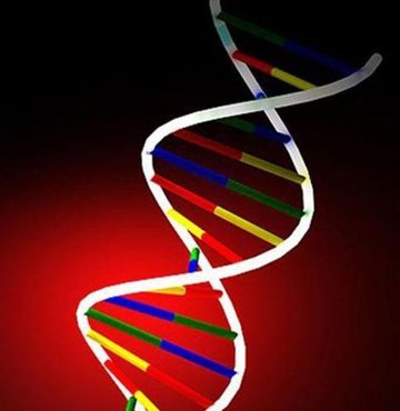 Bilim insanları, canlı DNA hücresine bir atın dört nala gidişini tasvir eden GIF formatında hareketli bir imaj kaydetti