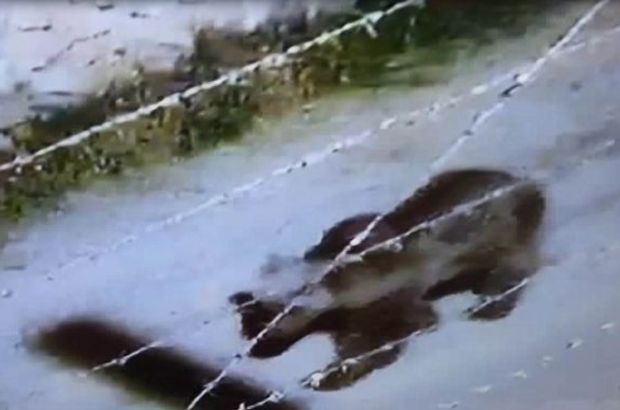 Sivas'ta sokakta başıboş dolaşan ayı şaşırttı