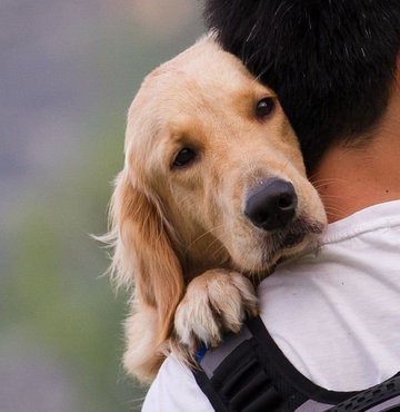 Vahşi kuzenleri kurtların aksine insanlarla iletişim ve etkileşim içindeki köpeklerin bu özelliklerinin genetik farklılıkla ilişkili olabileceği bildirildi