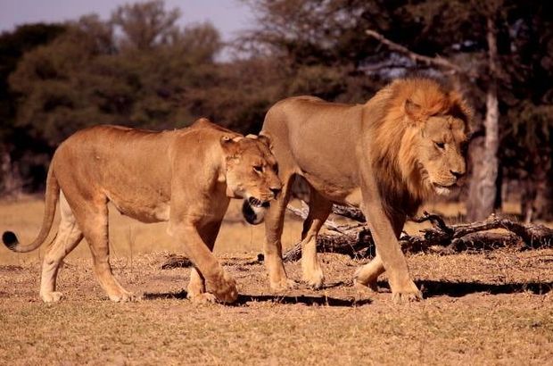 Afrika'nın en ünlü aslanı Cecil'in oğlunu da avcılar öldürdü!