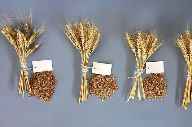 Milli buğdaya 4 yeni çeşit ekleniyor