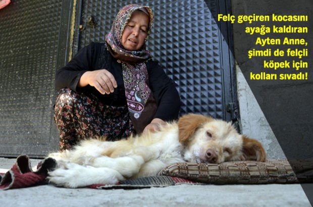 Zonguldak'ta Ayten Oktay, felçli köpeğini eşinin ilaçlarıyla yürütecek