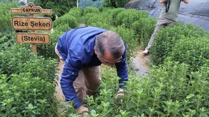 Rize Şekeri Stevia'nın ilk hasadı yapıldı