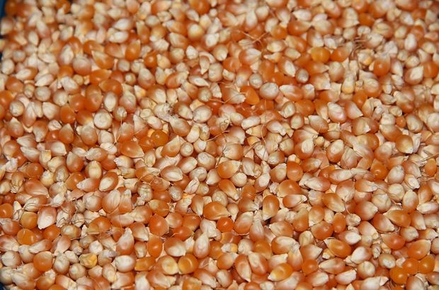 Cin mısırın gümrük kıymeti ton başına 500 dolar olarak belirlendi