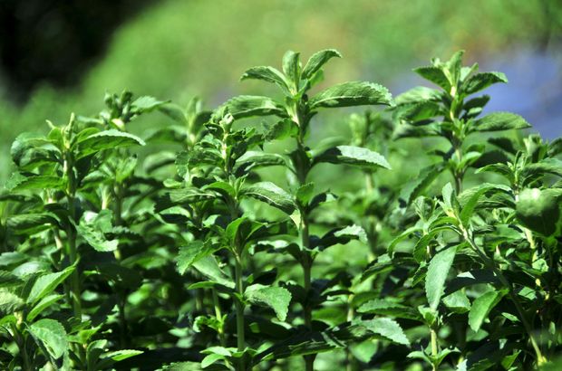 Hizli Gonderim Dogal Stevia Tohumu