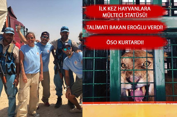 Suriye'deki Halep Hayvanat Bahçesi'nin sahipsiz hayvanları Türkiye'nin desteğiyle kurtuldu