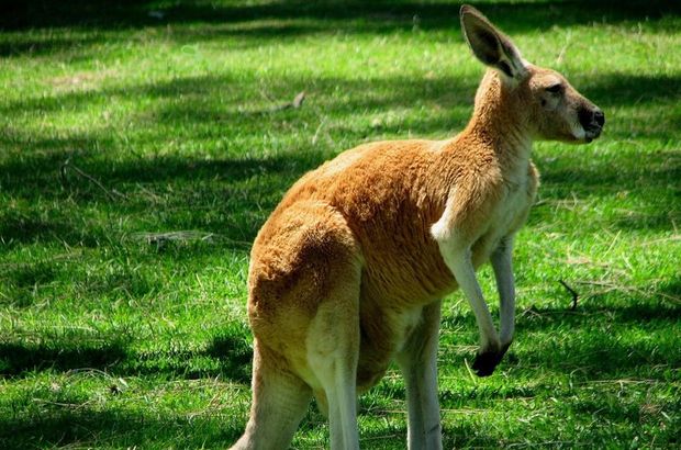 Avustralyalı uzmanlardan &quot;kanguru yiyin&quot; çağrısı