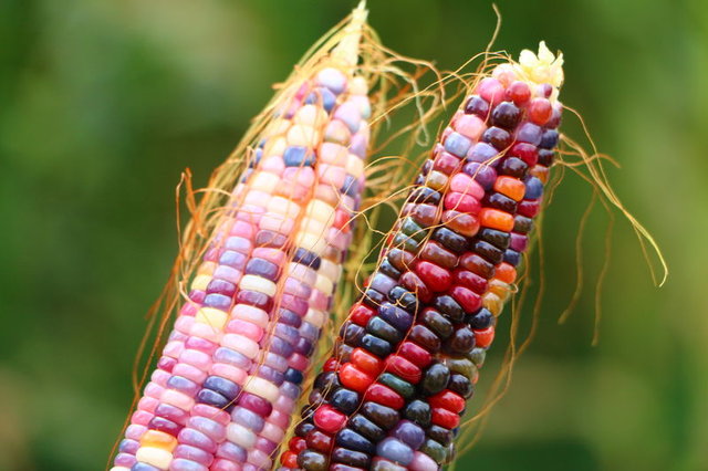 Renkli mısır tohumlarını ABD'den getirerek üretime başladı