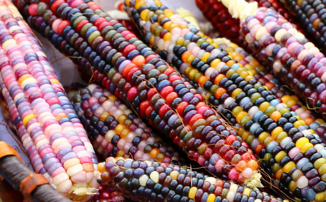 Renkli mısır tohumlarını ABD'den getirerek üretime başladı - İş-Yaşam