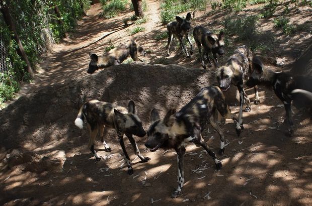 Oxford profesörünü Yunanistan'da sokak köpekleri yedi