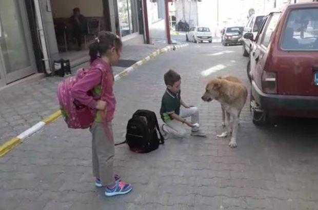 Karaman'da yaralı köpeğe çocuk şefkati